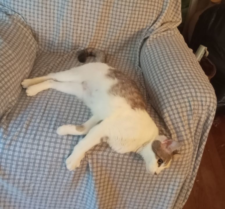 Junebug EXTRA URGENT - FOSTER NEEDED! 6