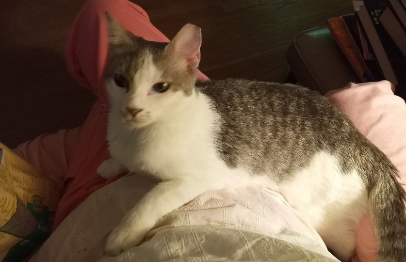 Junebug EXTRA URGENT - FOSTER NEEDED! 4