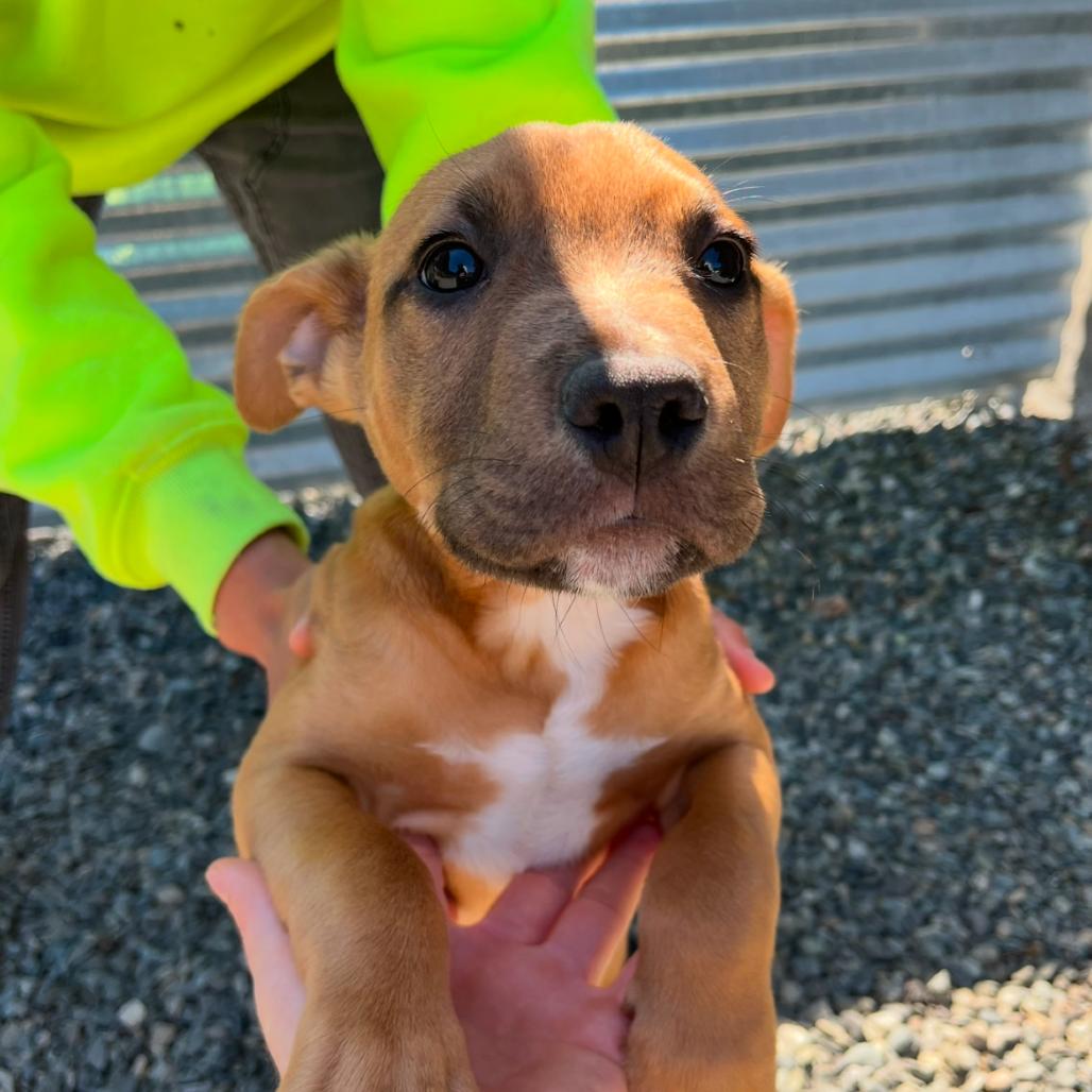 Lee, Adoptable, Puppy Male Pit Bull Terrier.