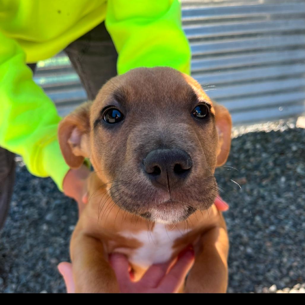 Enlarge Lee, a Adoptable Pit Bull Terrier in Port Angeles, WA image 2/3