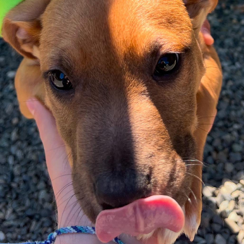 Enlarge Lee, a Adoptable Pit Bull Terrier in Port Angeles, WA image 3/3