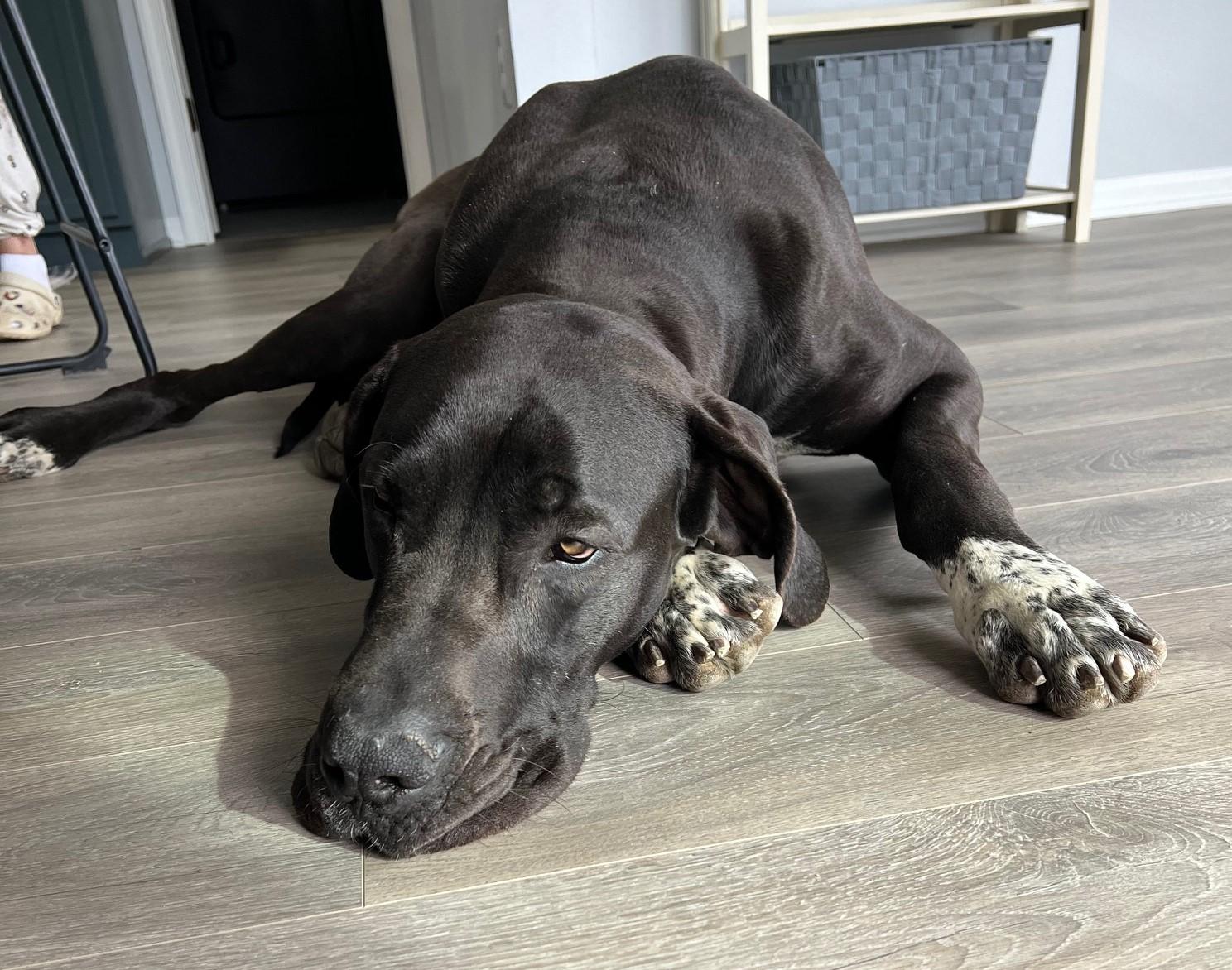 Gus, a Adopted Great Dane in Warrenville, IL image 4/6