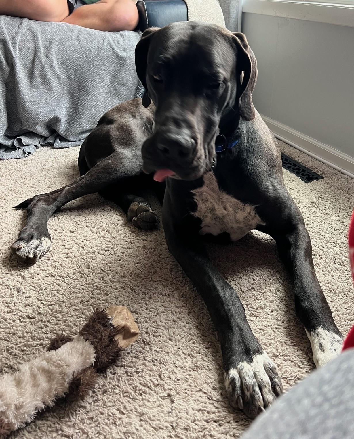 Gus, a Adopted Great Dane in Warrenville, IL image 5/6