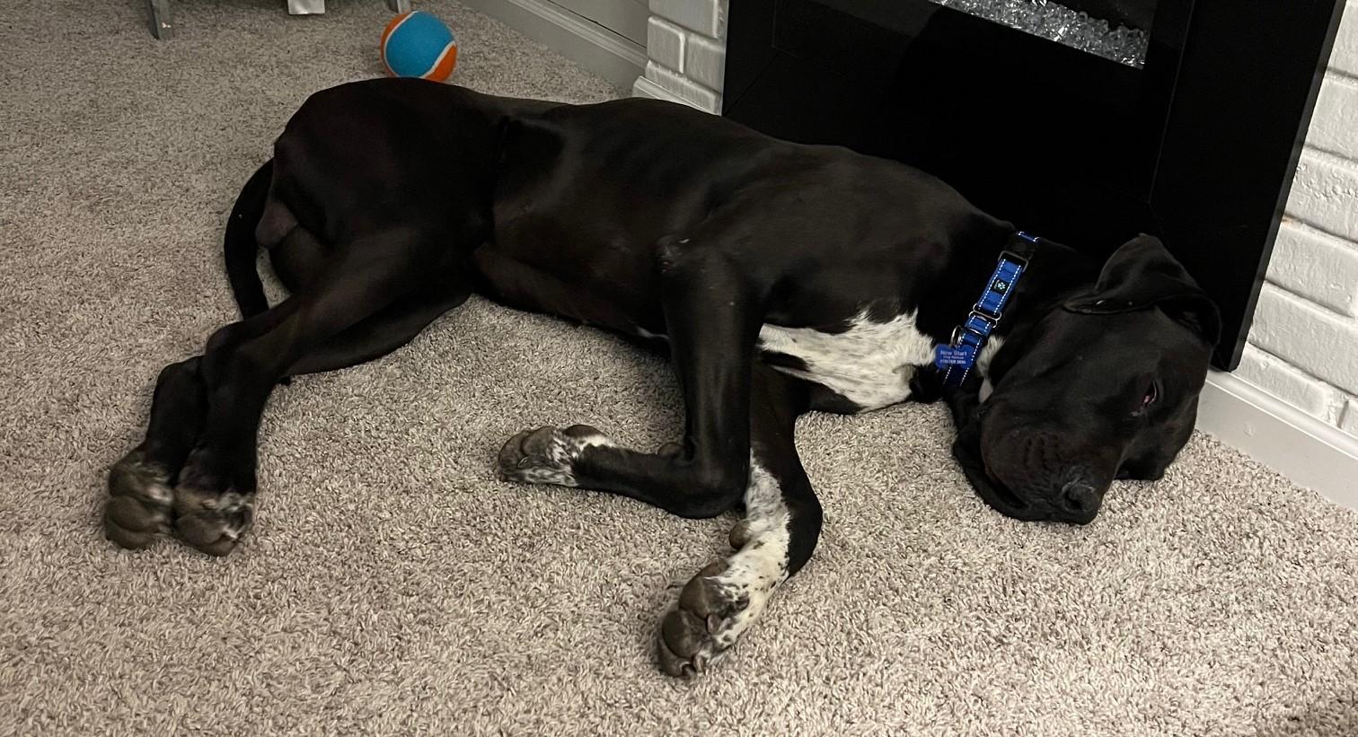 Gus, a Adopted Great Dane in Warrenville, IL image 6/6