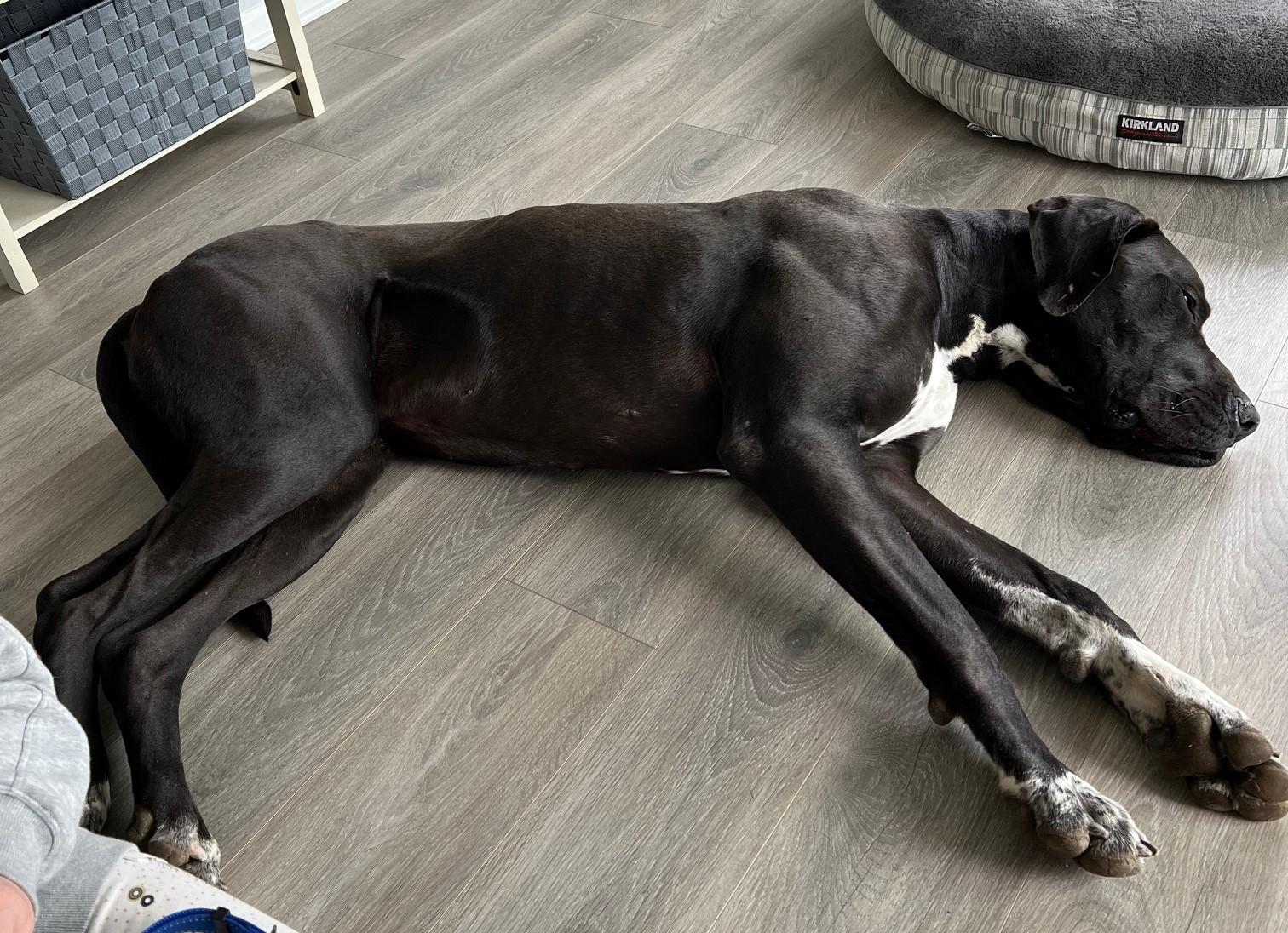 Gus, a Adopted Great Dane in Warrenville, IL image 3/6