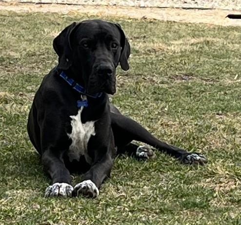 Gus, a Adopted Great Dane in Warrenville, IL image 1/6