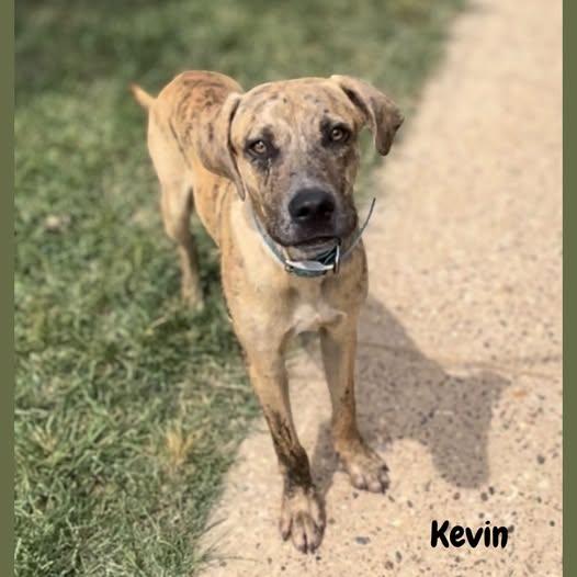 Kevin, Adoptable, Young Male Labrador Retriever.