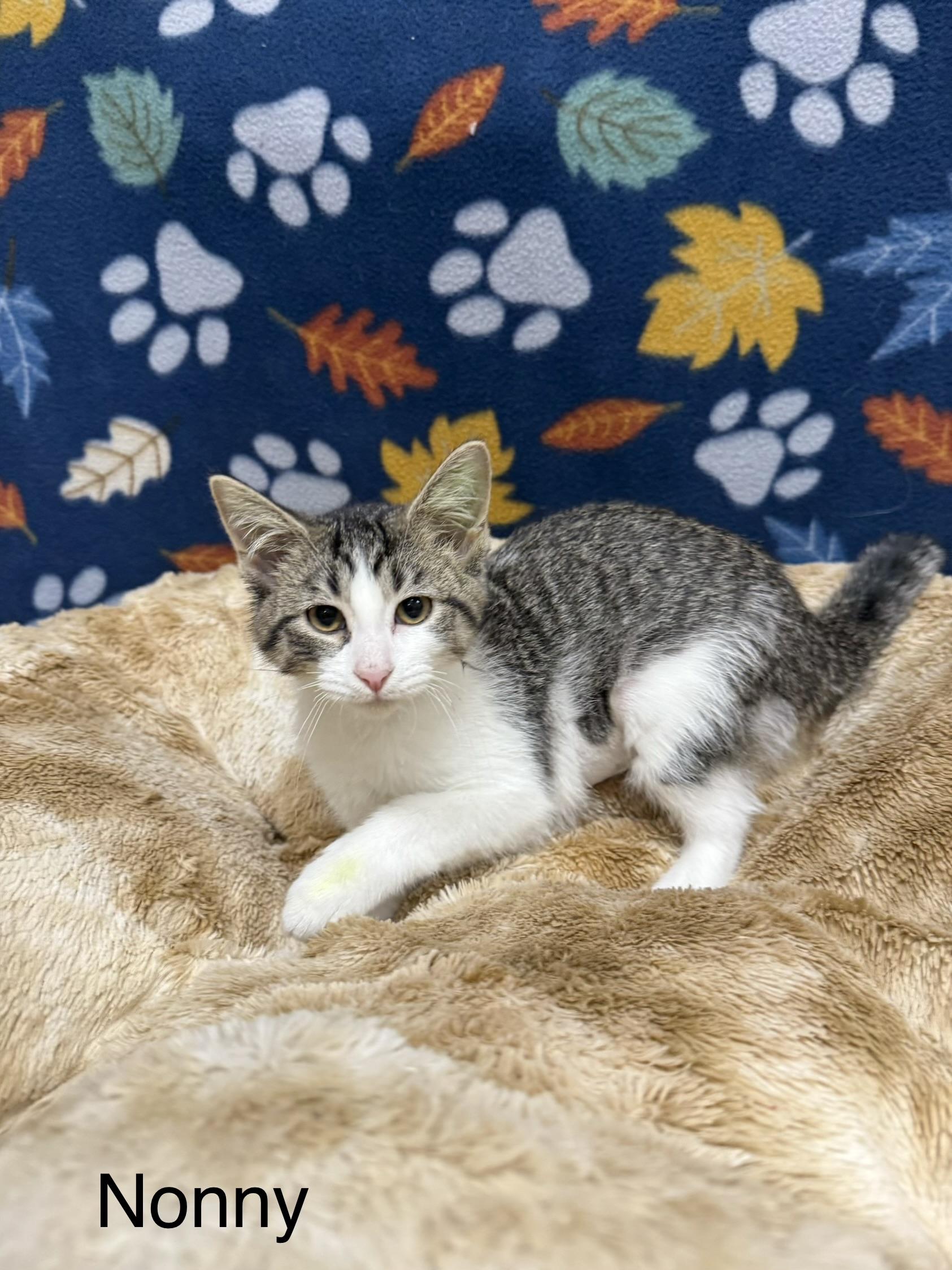 Nonny, Adopted, Kitten Female Domestic Short Hair.