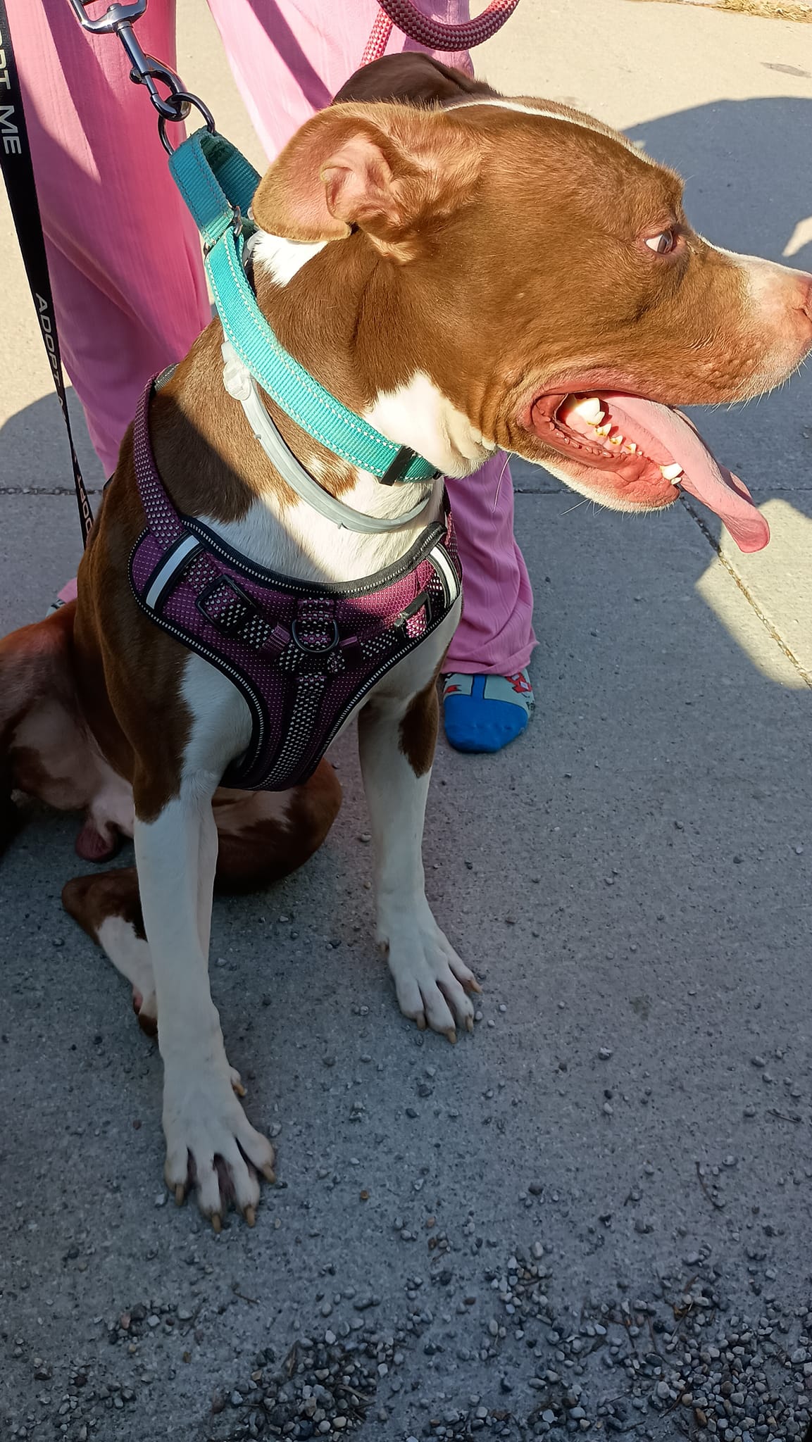 Pumpernickel AKA Kevin, a Adoptable mixed breed in Speedway, IN image 2/6