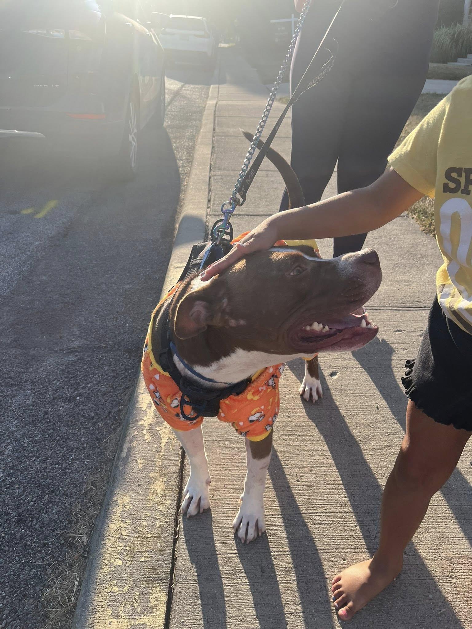 Pumpernickel AKA Kevin, a Adoptable mixed breed in Speedway, IN image 5/6