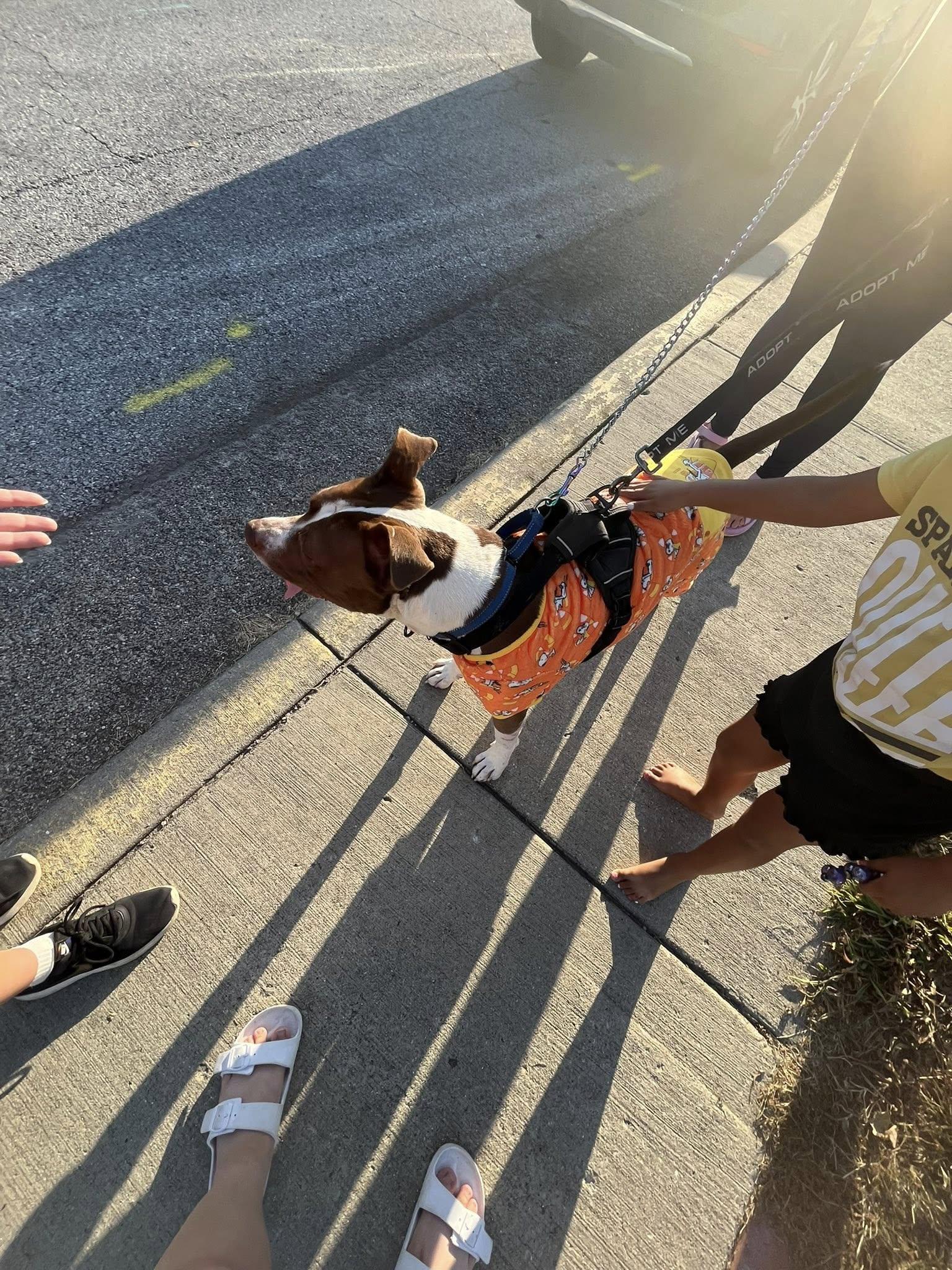 Pumpernickel AKA Kevin, a Adoptable mixed breed in Speedway, IN image 6/6