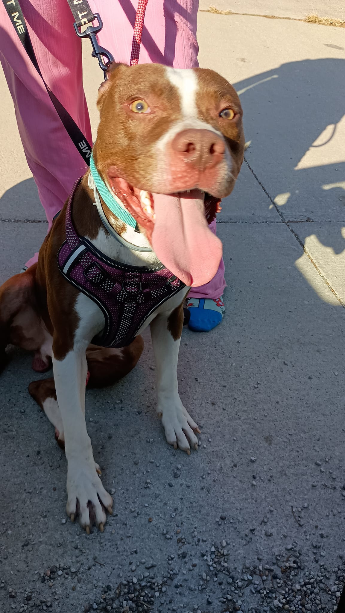 Pumpernickel AKA Kevin, a Adoptable mixed breed in Speedway, IN image 3/6