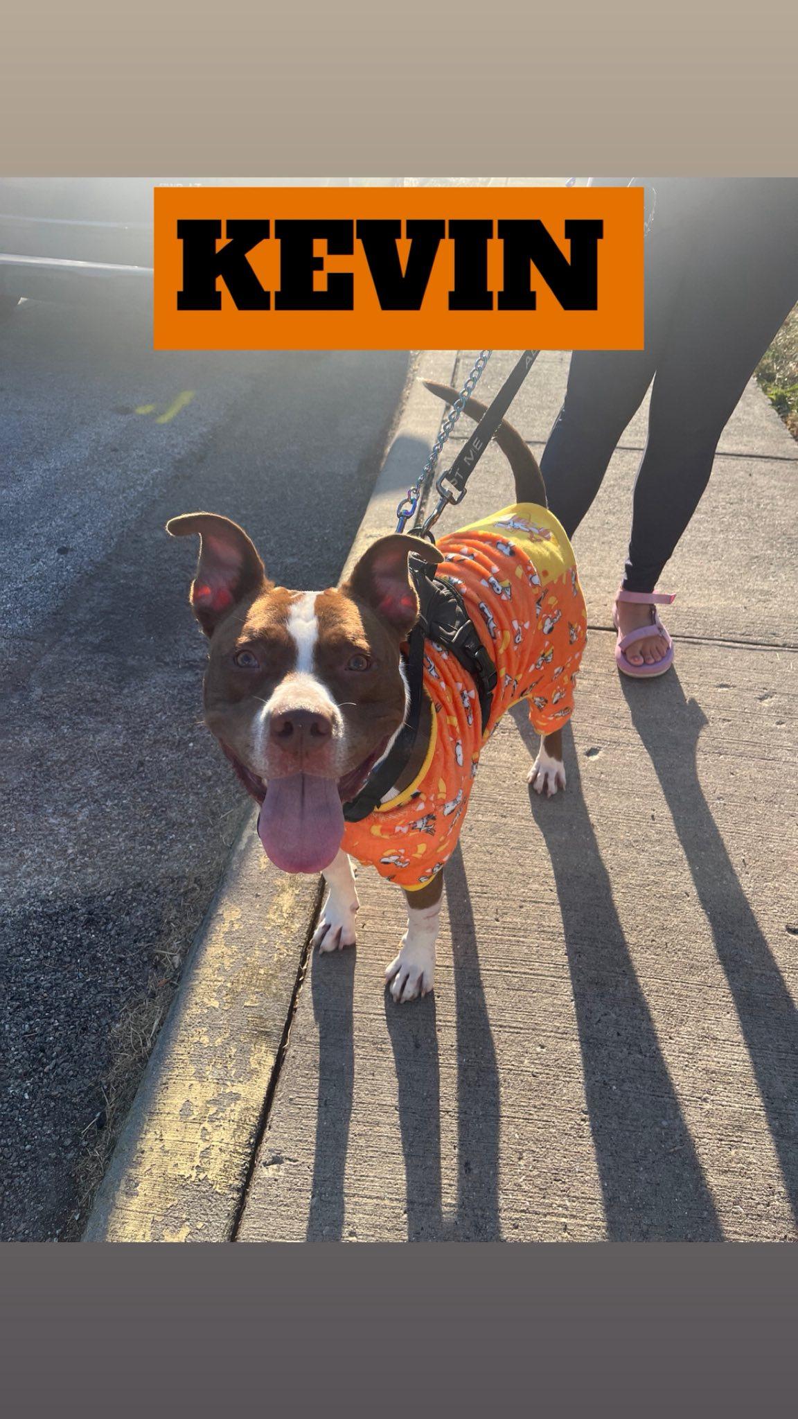 Pumpernickel AKA Kevin, a Adoptable mixed breed in Speedway, IN image 1/6