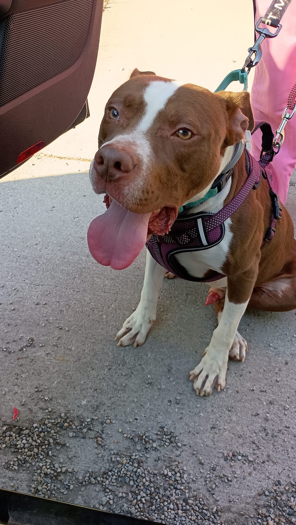 Pumpernickel AKA Kevin, a Adoptable mixed breed in Speedway, IN image 4/6