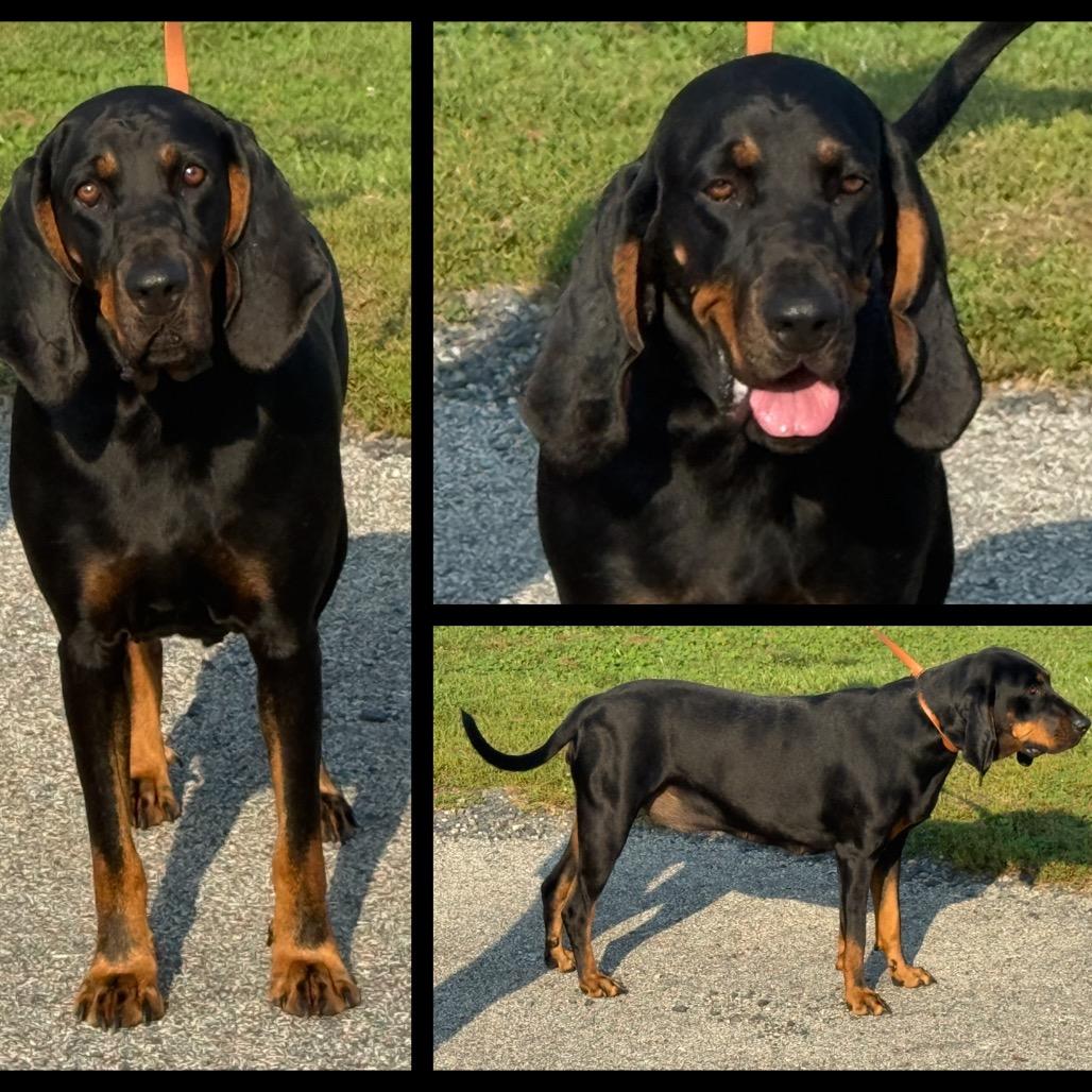 Enlarge Lassie, a Adoptable Coonhound in Perkiomenville, PA image 1/2