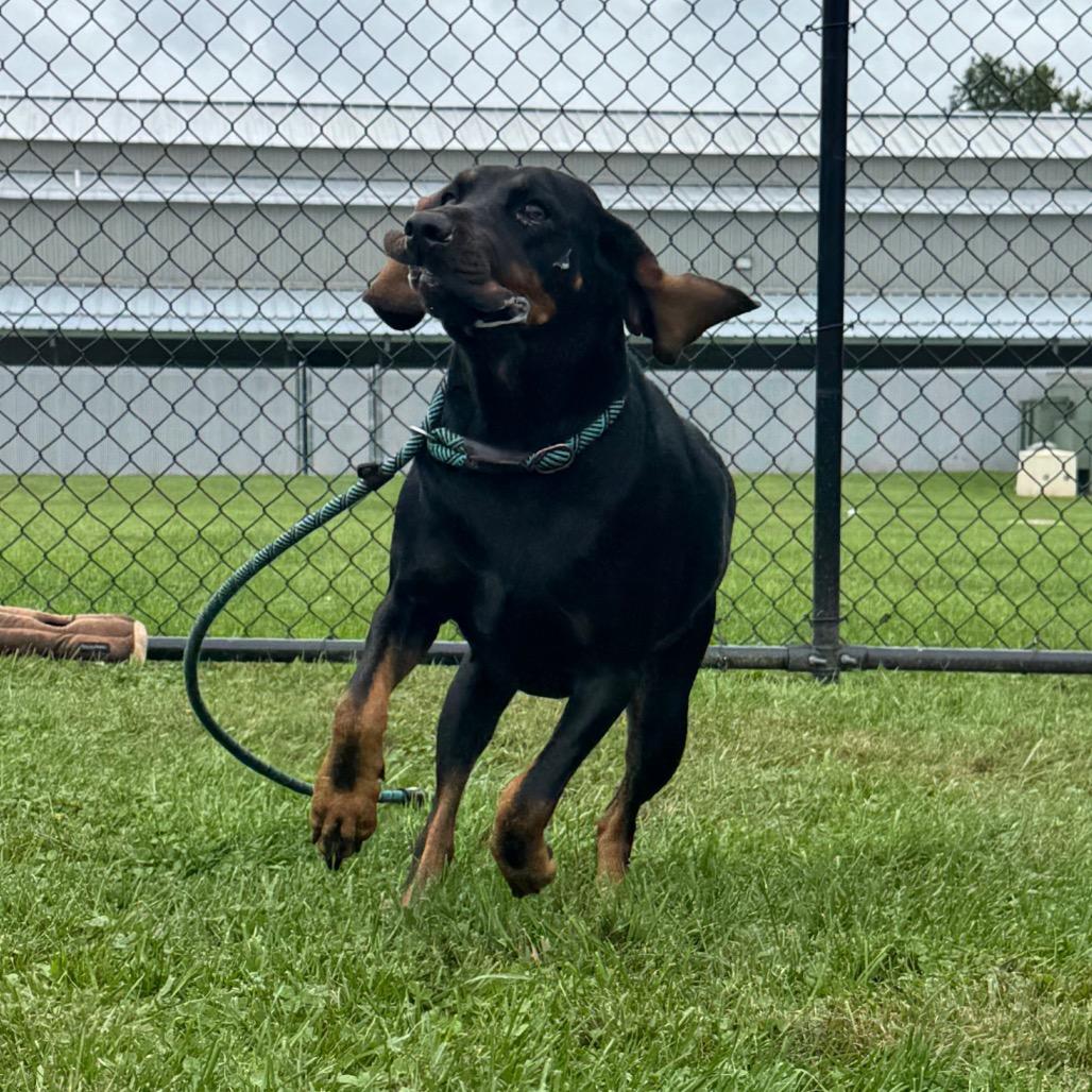Enlarge Lassie, a Adoptable Coonhound in Perkiomenville, PA image 2/2