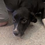 Terry 60065916, ADOPTABLE, Young Male Labrador Retriever.