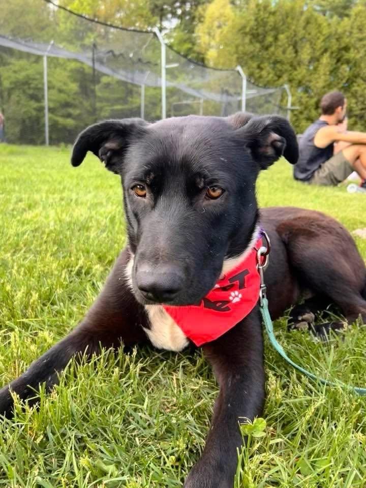 Enlarge Pipsqueak, a ADOPTABLE Mixed Breed in St. Albans, VT image 2/3