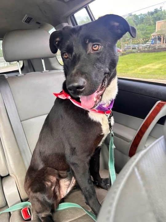 Pipsqueak, ADOPTABLE, Young Female Mixed Breed.