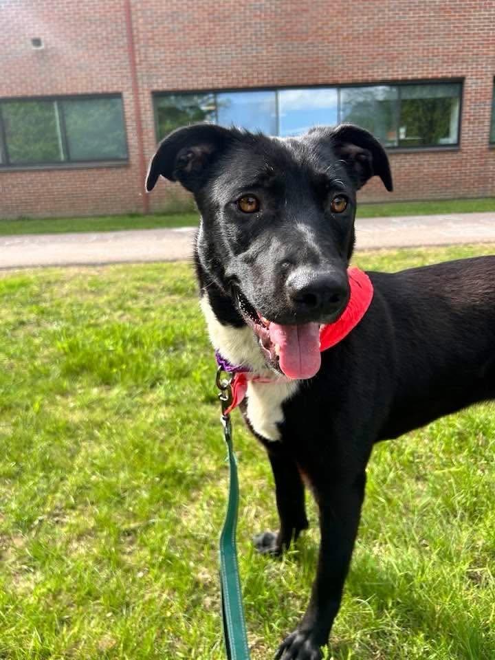 Enlarge Pipsqueak, a ADOPTABLE Mixed Breed in St. Albans, VT image 3/3