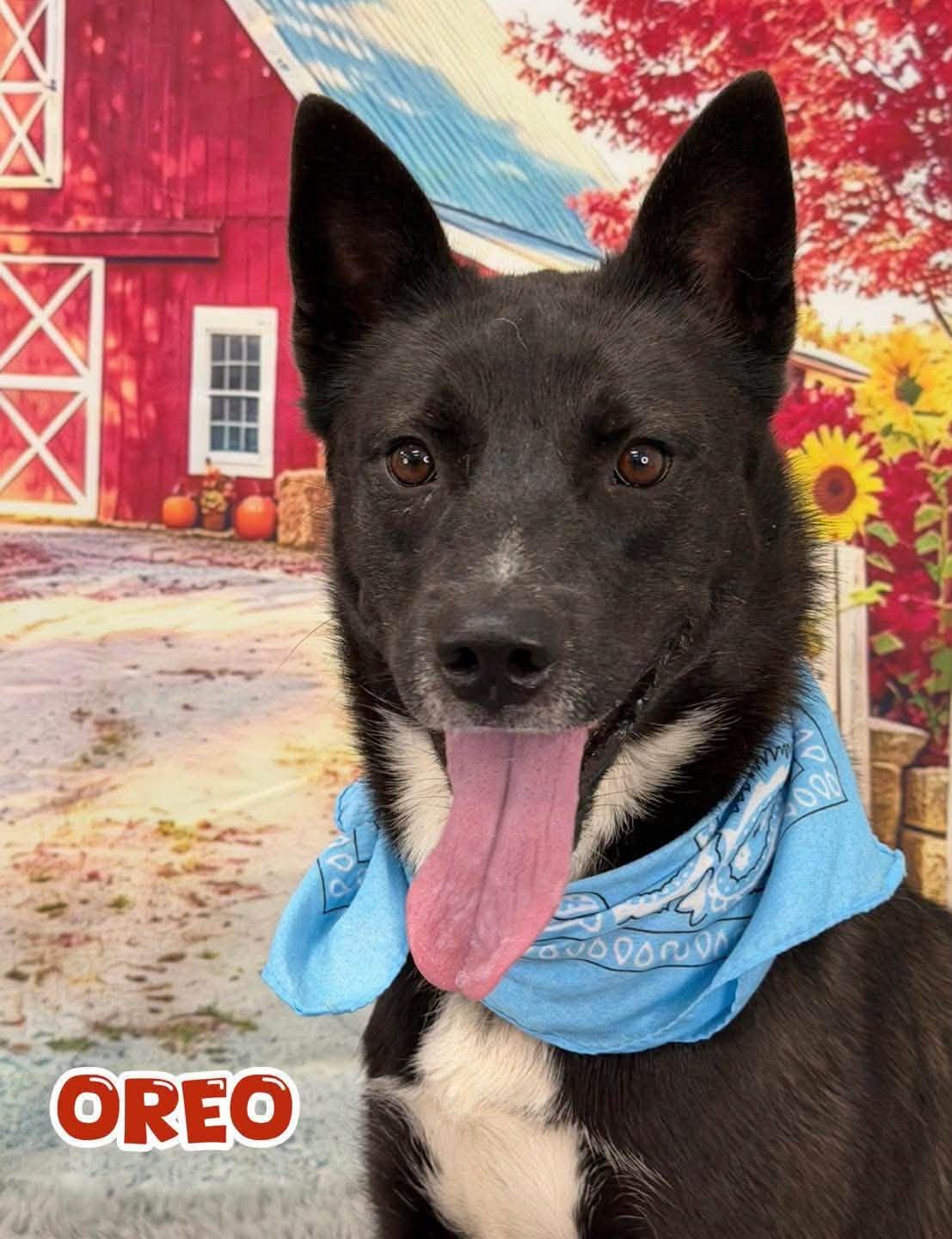 Oreo, Adoptable, Adult Male Mixed Breed.