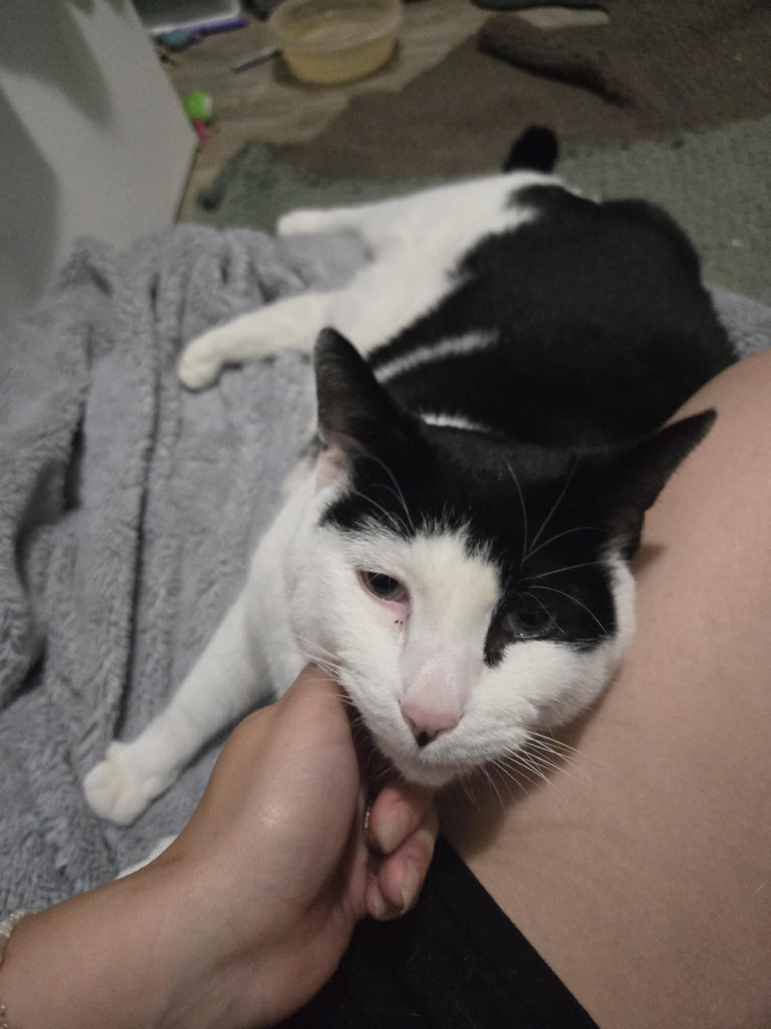 Moo, an adoptable Tuxedo, Domestic Short Hair in Winnipeg, MB, R2W 2B3 | Photo Image 1