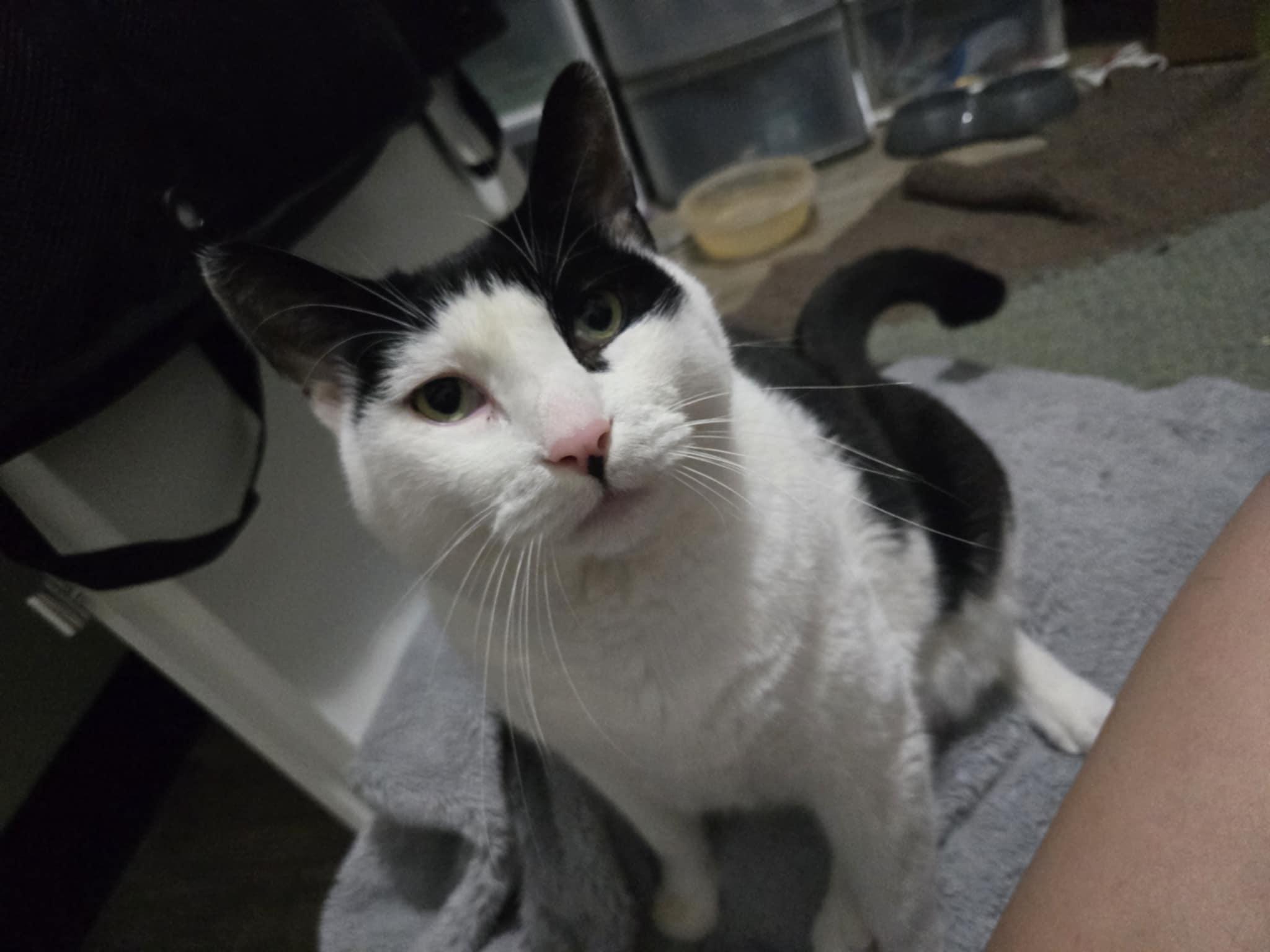 Moo, an adoptable Tuxedo, Domestic Short Hair in Winnipeg, MB, R2W 2B3 | Photo Image 2