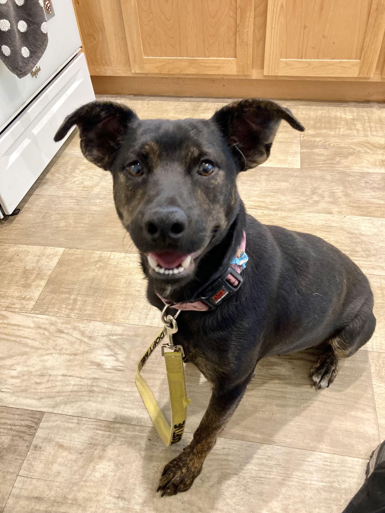 Enlarge Carmi, a Adoptable mixed breed in San Diego, CA image 1/3