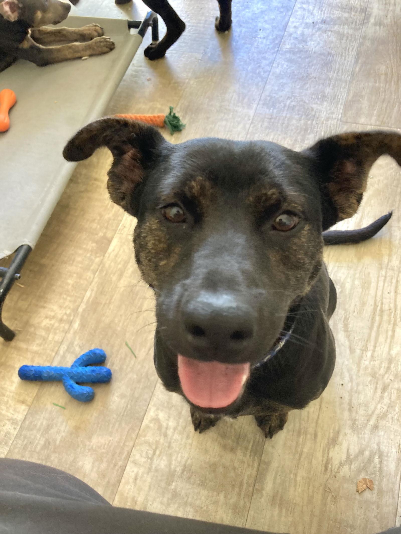Carmi, Adoptable, Adult Female Terrier & Shepherd.