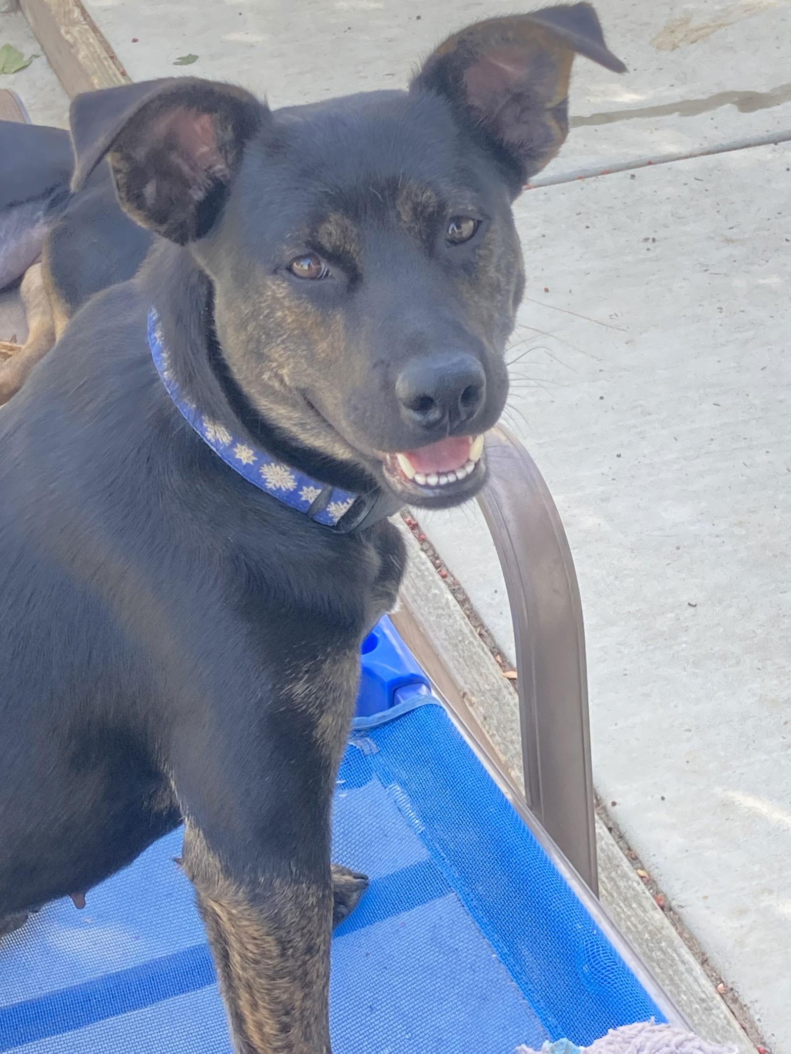 Enlarge Carmi, a Adoptable mixed breed in San Diego, CA image 3/3