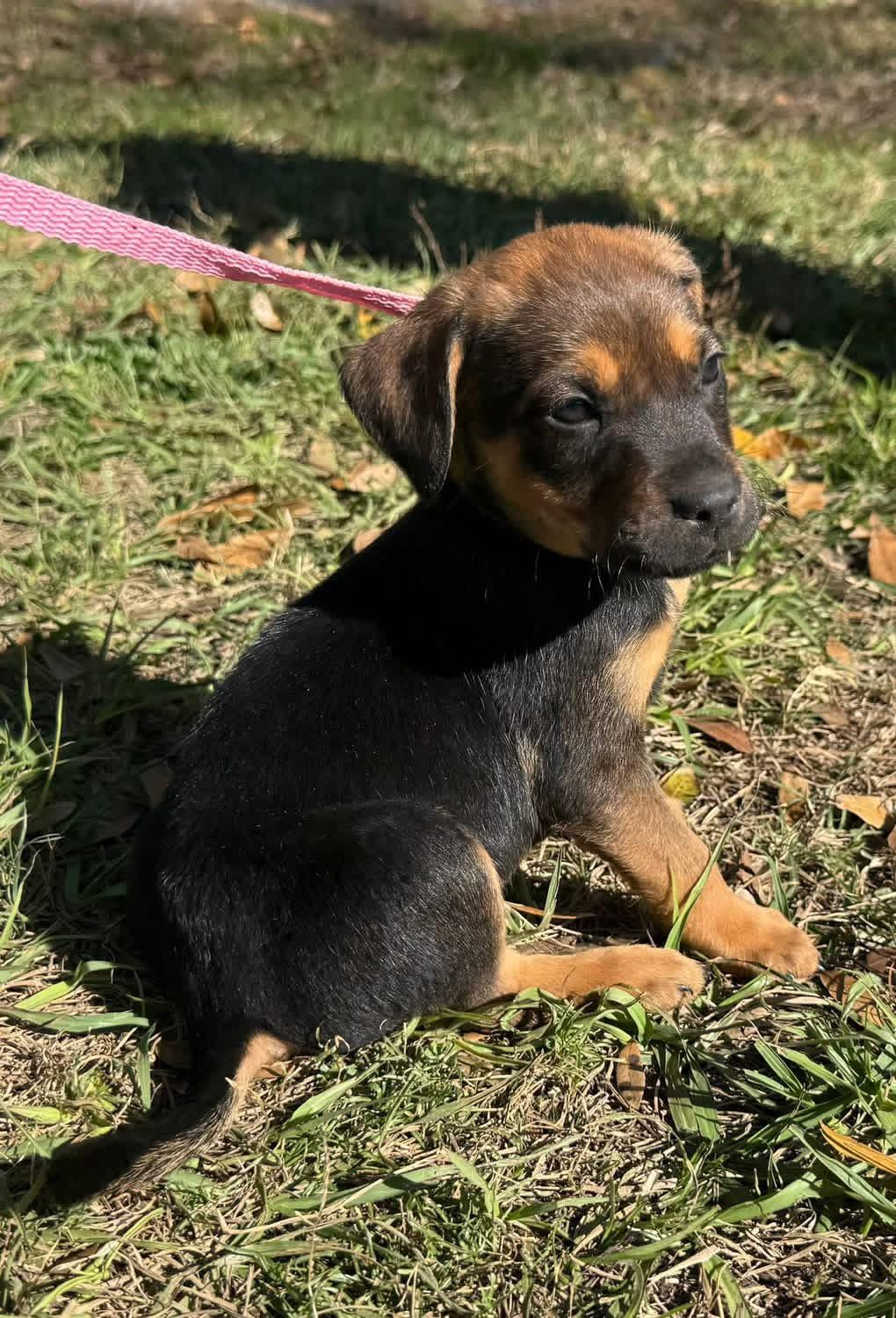 Enlarge Gidget, a ADOPTABLE mixed breed in Lutz, FL image 1/2
