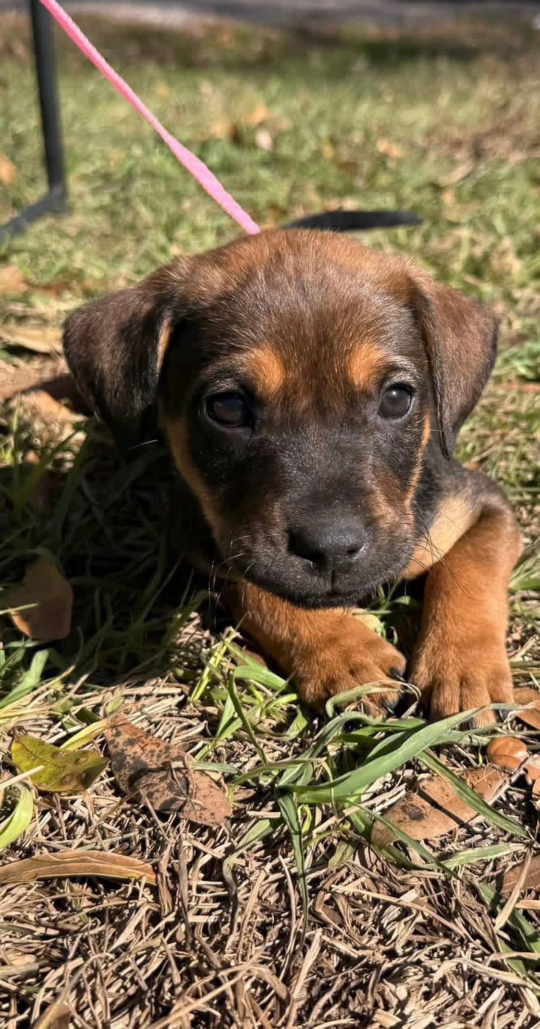 Enlarge Gidget, a ADOPTABLE mixed breed in Lutz, FL image 2/2