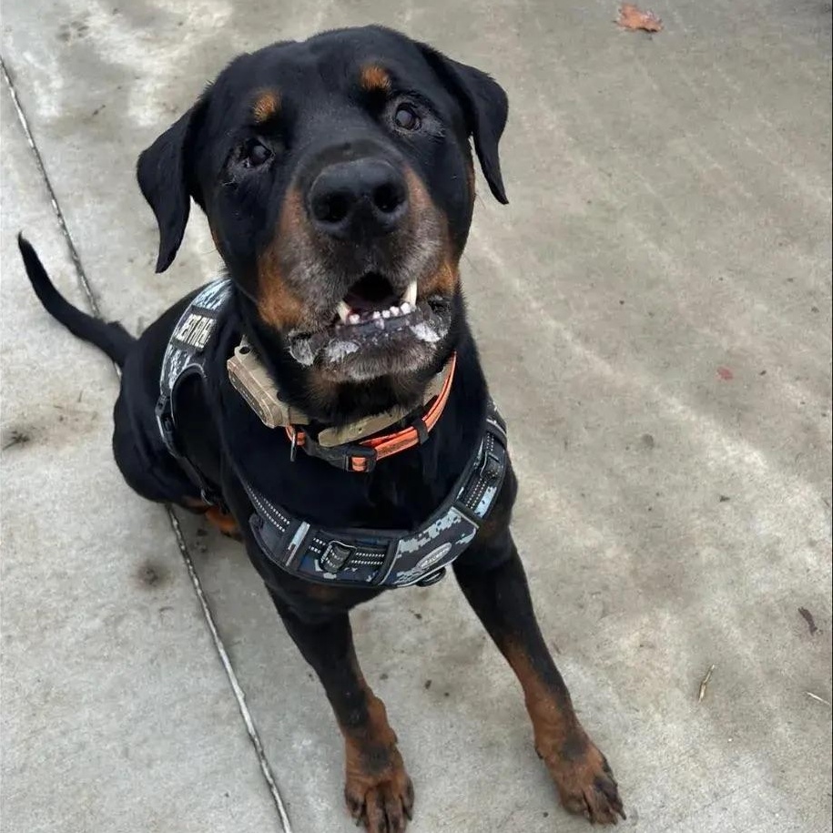 Zeus, a ADOPTABLE Rottweiler in Polk, OH image 5/6
