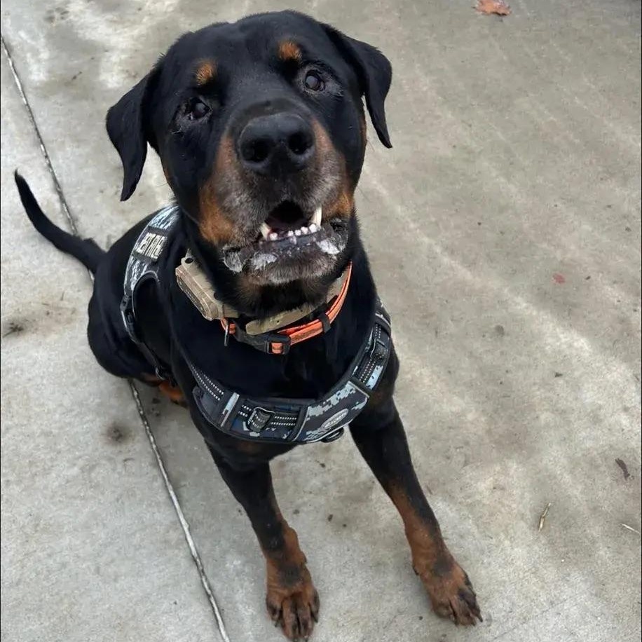 Zeus, ADOPTABLE, Adult Male Rottweiler.