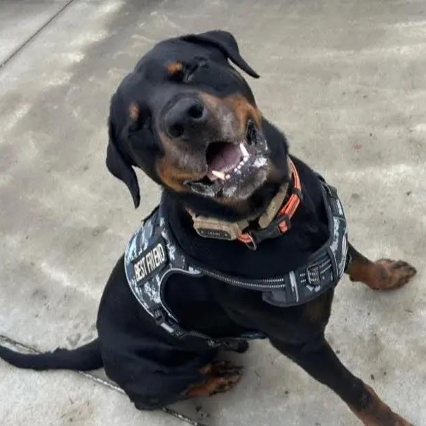 Zeus, a ADOPTABLE Rottweiler in Polk, OH image 2/6