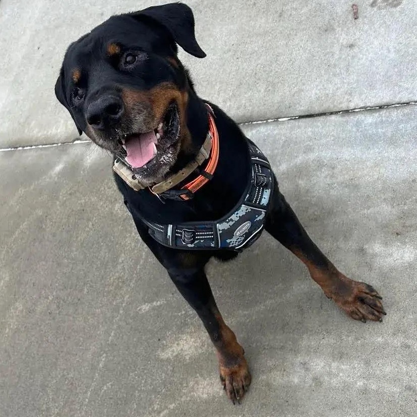 Zeus, a ADOPTABLE Rottweiler in Polk, OH image 4/6