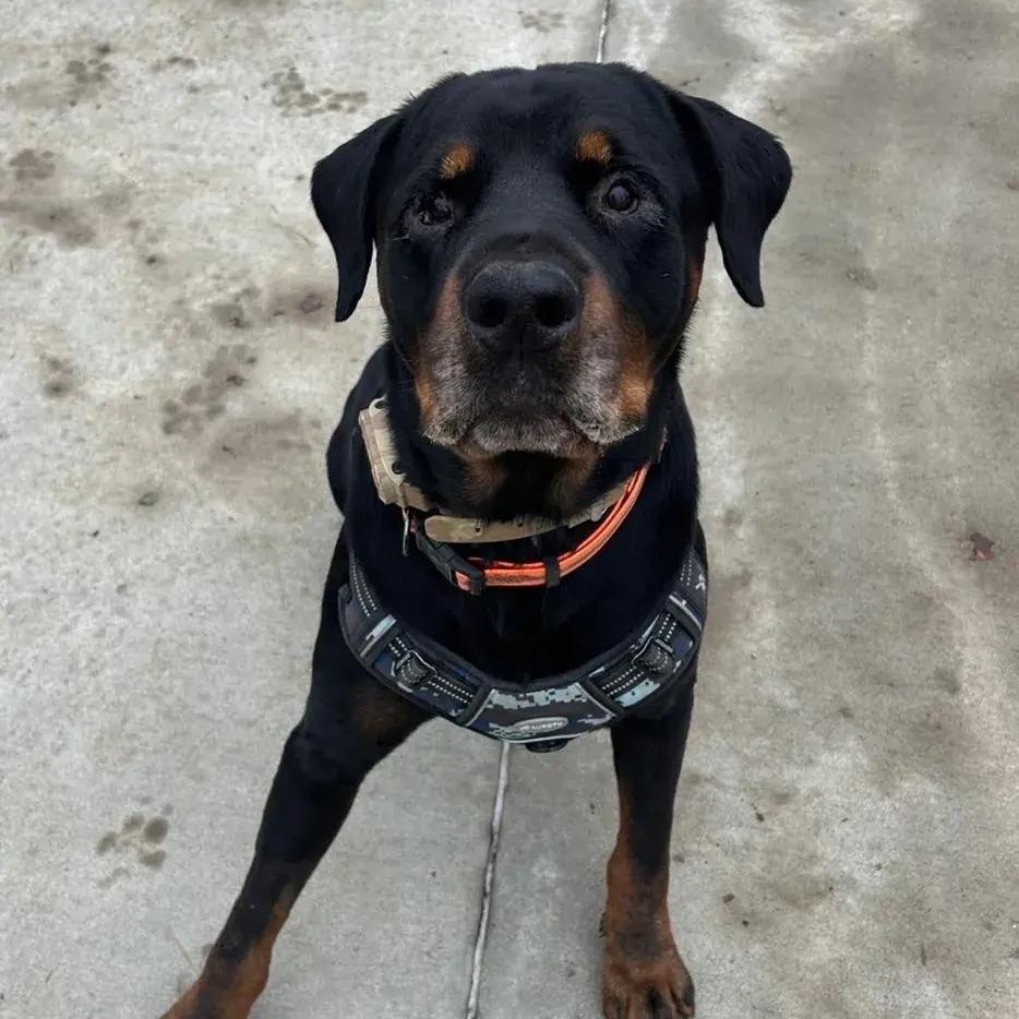 Zeus, a ADOPTABLE Rottweiler in Polk, OH image 6/6
