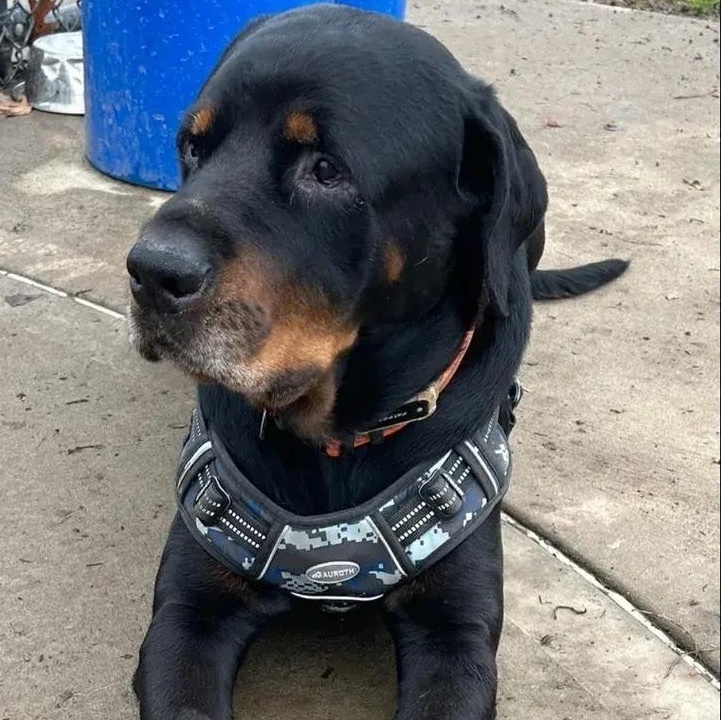 Zeus, a ADOPTABLE Rottweiler in Polk, OH image 3/6