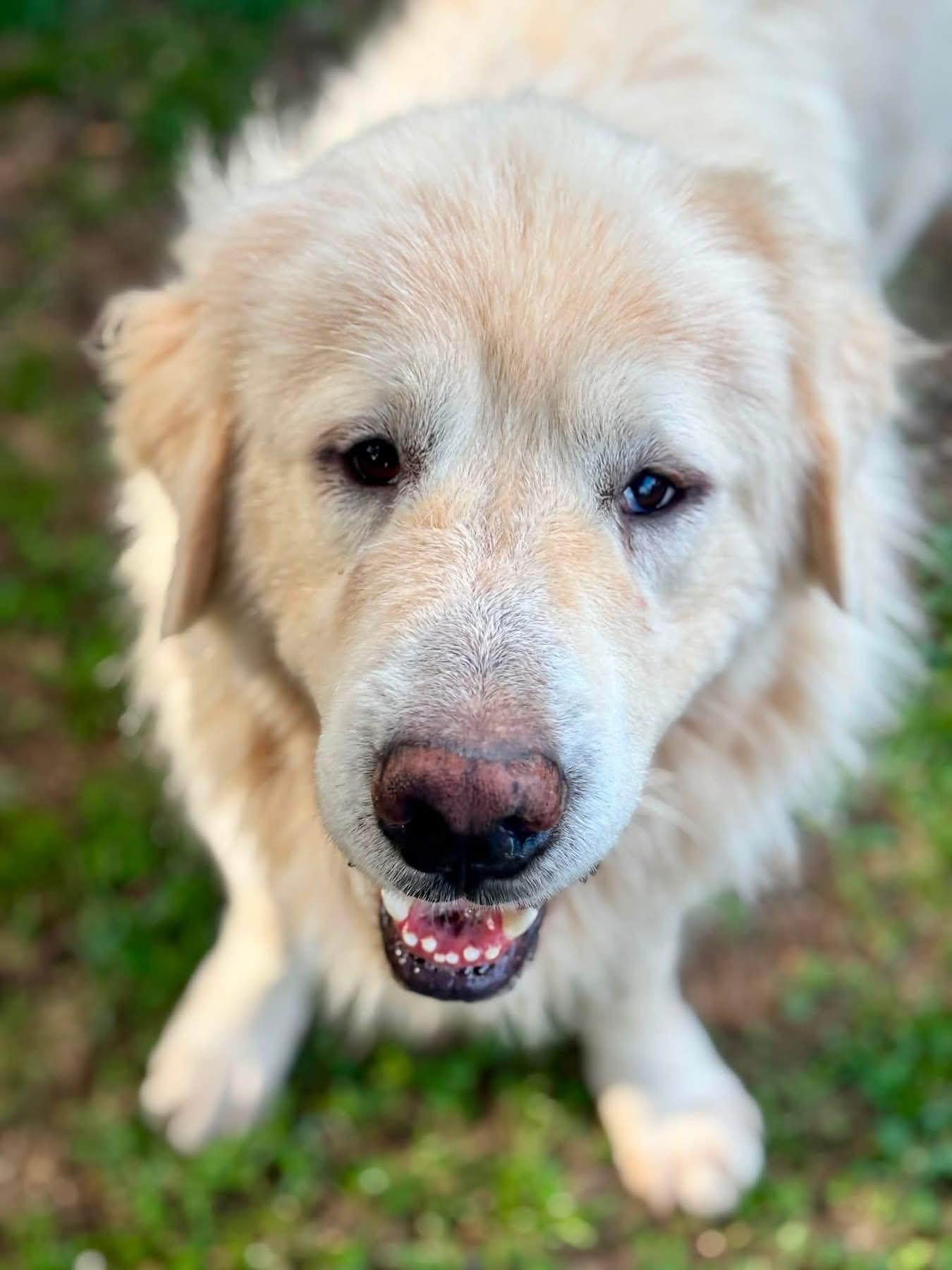 Enlarge BJ, a ADOPTABLE Great Pyrenees in Mendham, NJ image 3/3