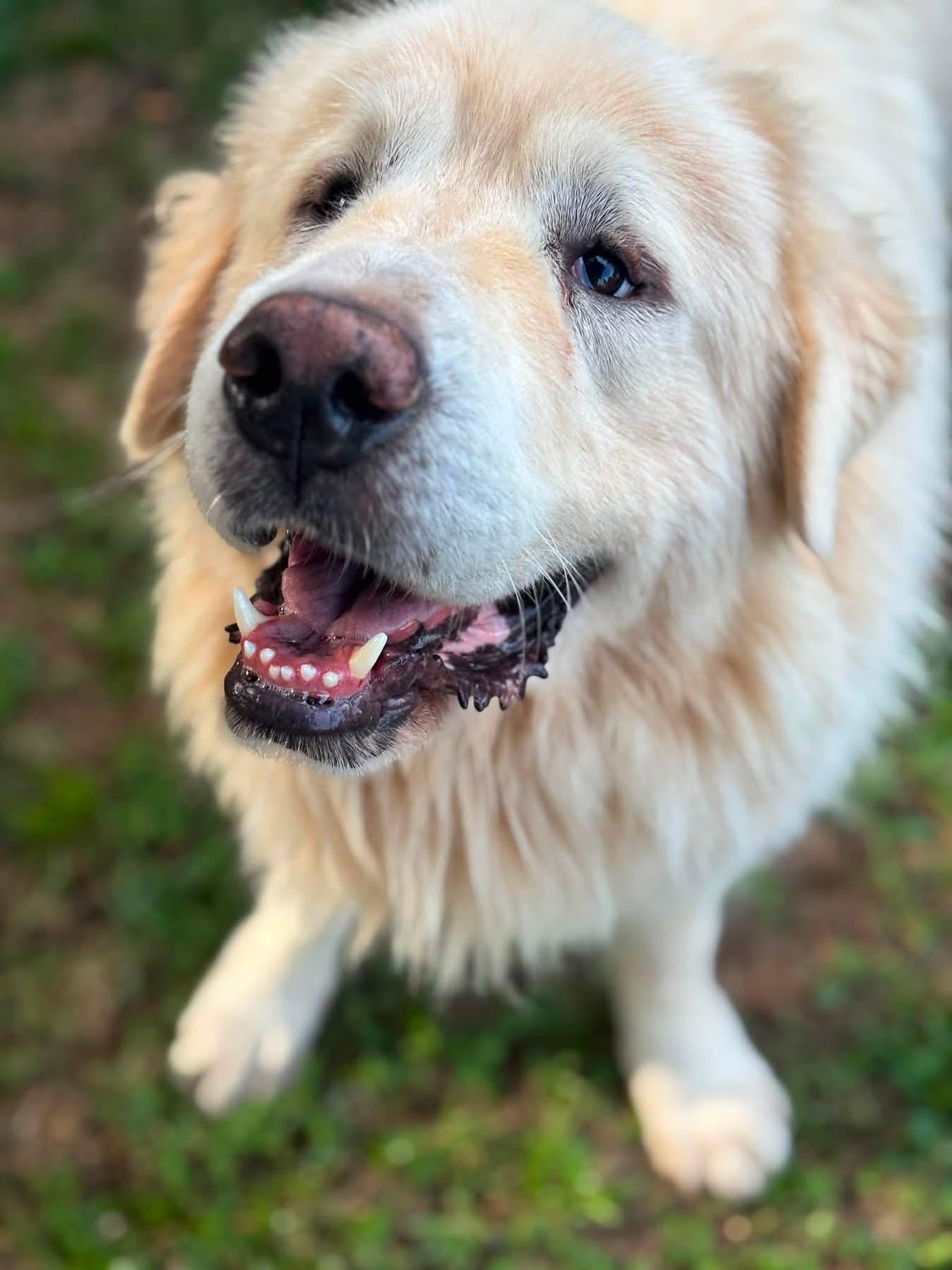 Enlarge BJ, a ADOPTABLE Great Pyrenees in Mendham, NJ image 2/3