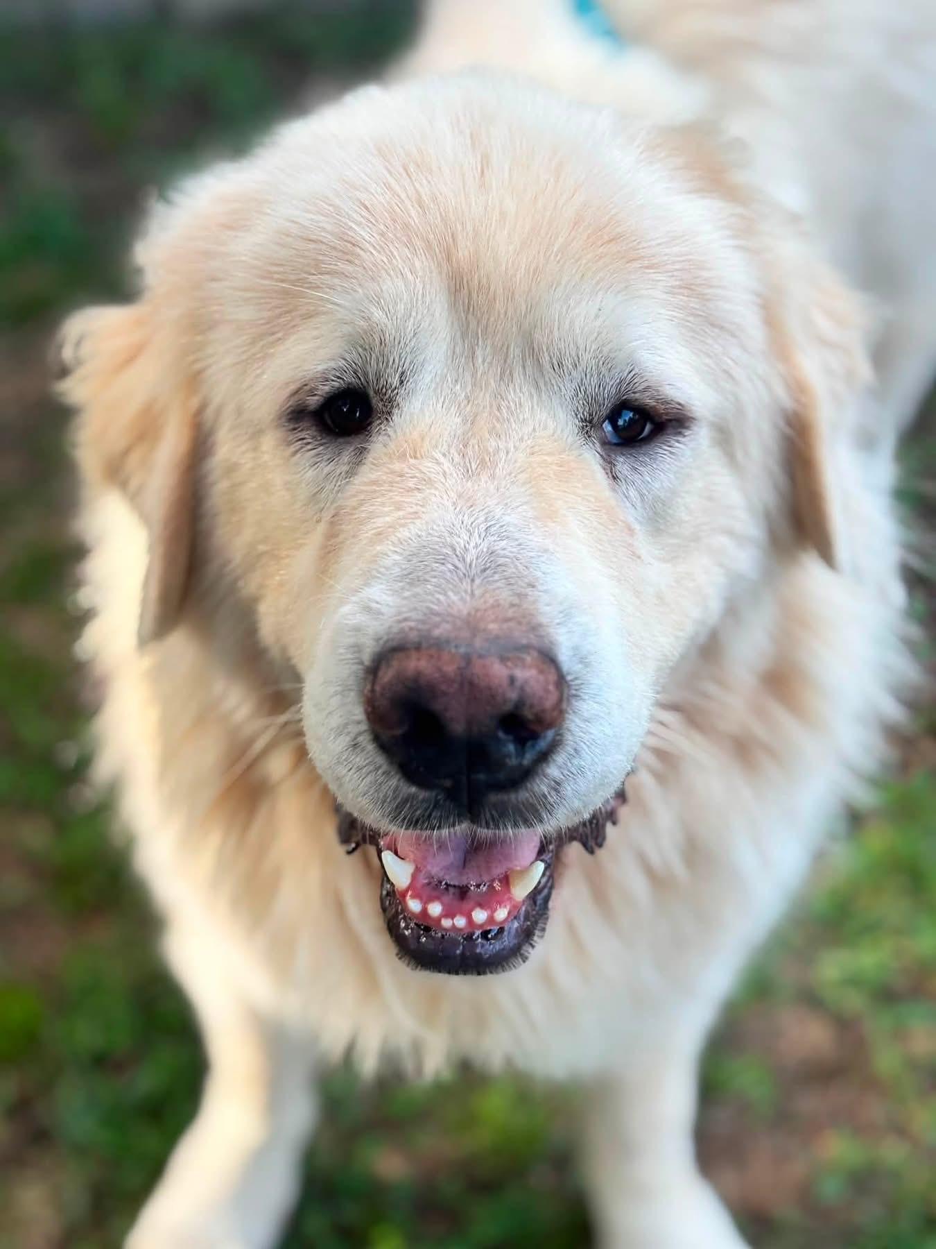 Enlarge BJ, a ADOPTABLE Great Pyrenees in Mendham, NJ image 1/3