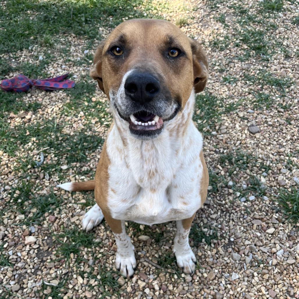 Handy Manny, Adoptable, Adult Male Pit Bull Terrier & Hound.