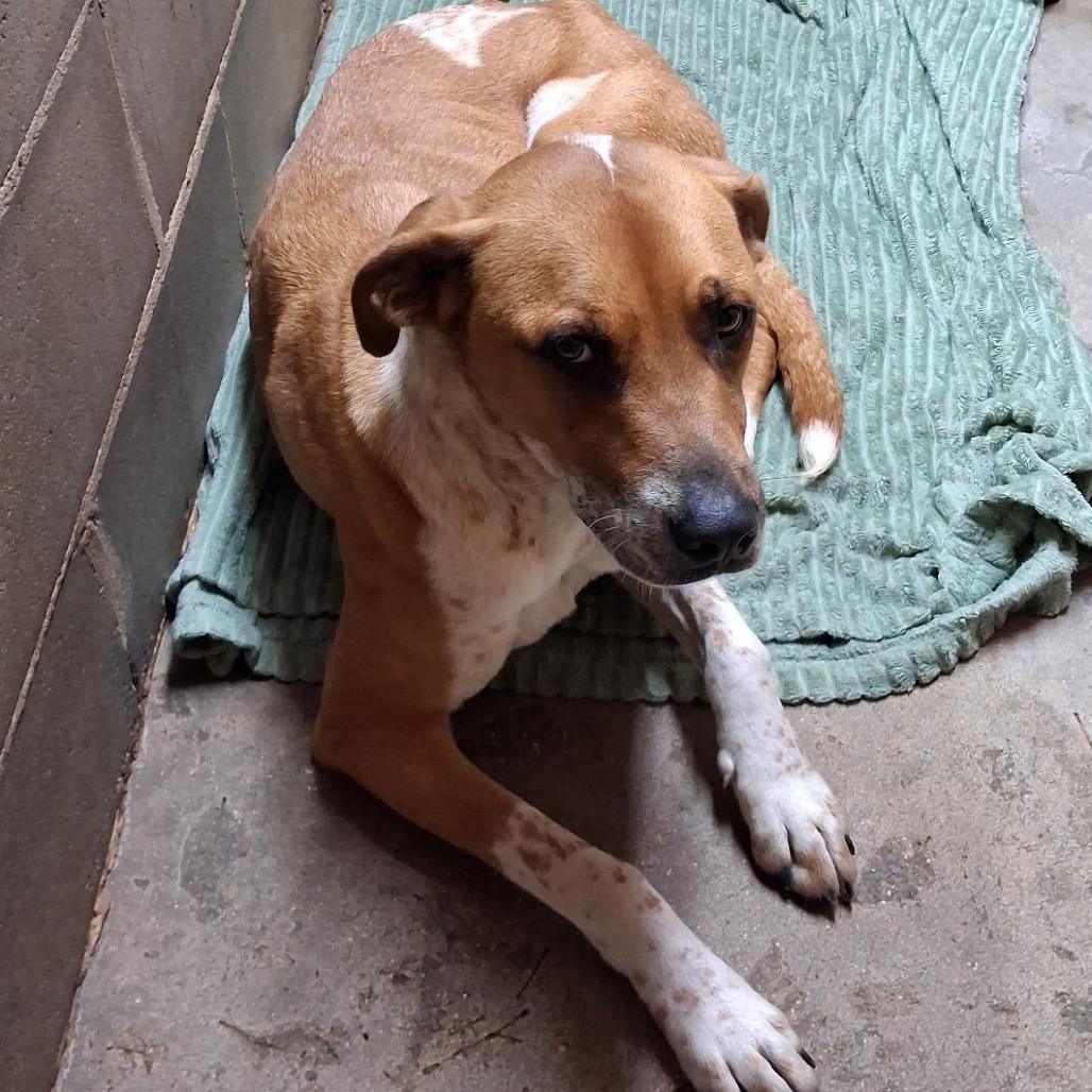 Handy Manny, a Adoptable mixed breed in Birmingham, AL image 2/2