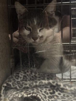 Enlarge Durwood, a Adoptable mixed breed in Missoula, MT image 1/3