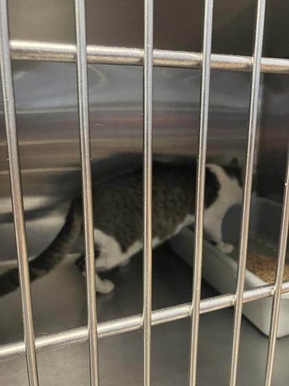 Enlarge Durwood, a Adoptable mixed breed in Missoula, MT image 2/3