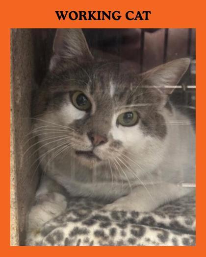 Enlarge Durwood, a Adoptable mixed breed in Missoula, MT image 3/3