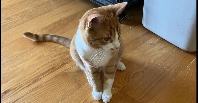 Falcon, Adoptable, Adult Male Domestic Short Hair.