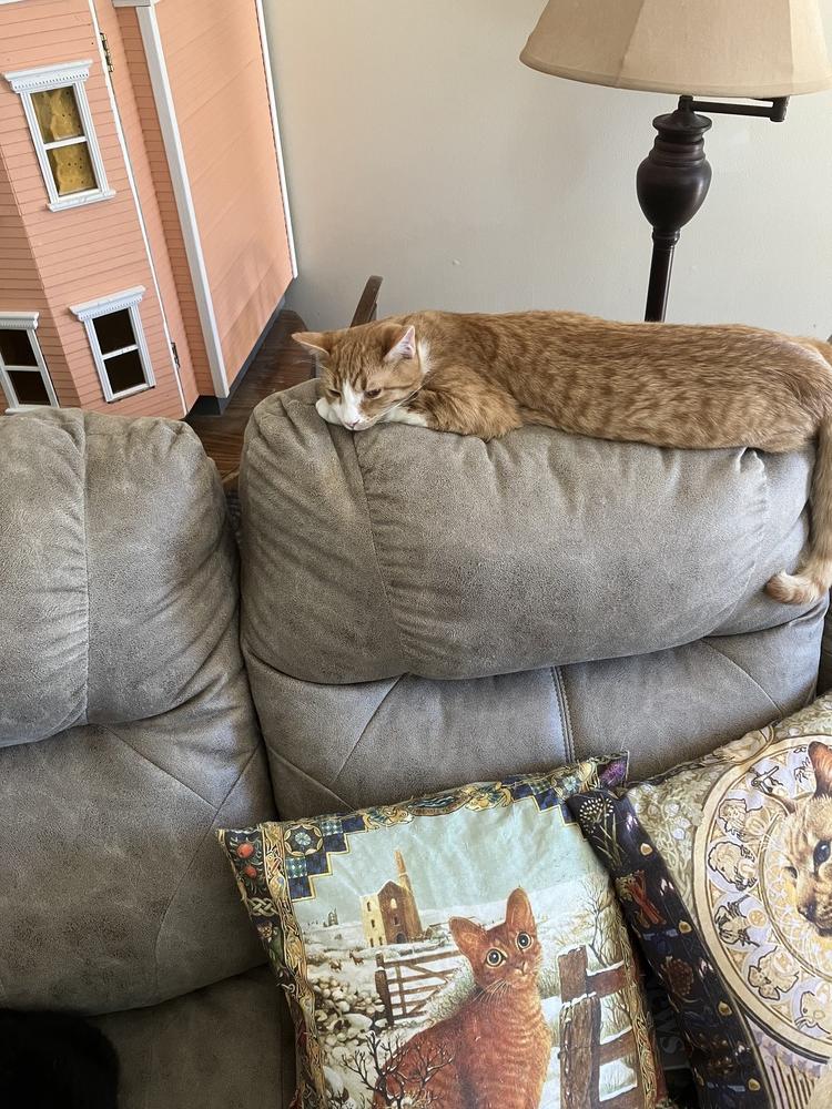 Enlarge Falcon, a Adoptable Domestic Short Hair in Fayetteville, TN image 2/3