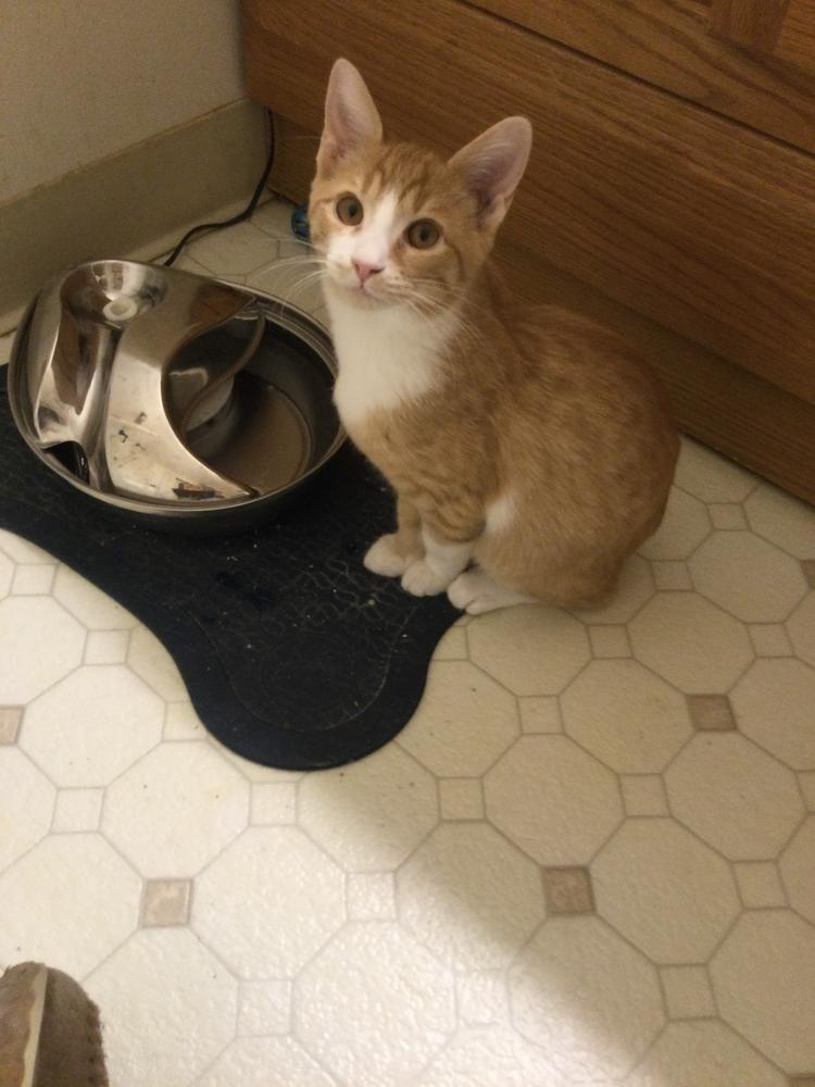 Enlarge Falcon, a Adoptable Domestic Short Hair in Fayetteville, TN image 3/3
