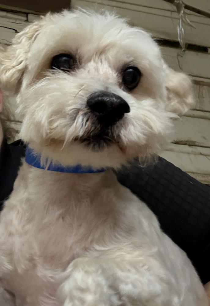 Cloud, Adoptable, Adult Male Maltese & Poodle.